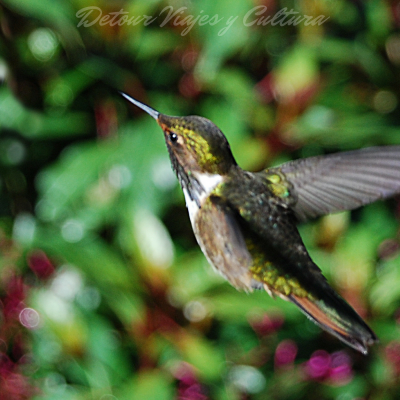 Tour Operator Humming bird